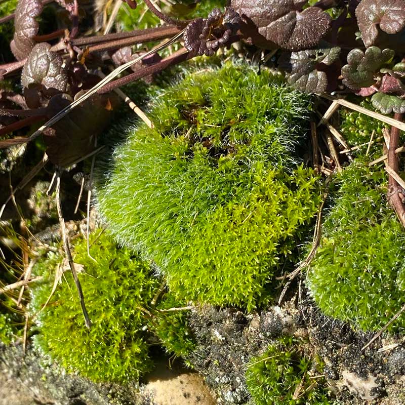 Dugoročni zdravstveni efekti boravka u prirodi romantična Fruška gora vikend za dvoje u prirodi